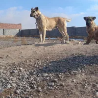 سگ سرابی