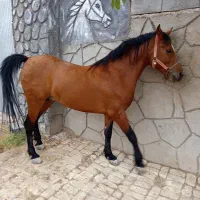 نریون درشور|اسب و تجهیزات اسبسواری|مهریز, |دیوار