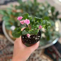 فروش انواع بنفشه آفریقایی