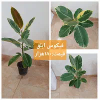 گلهای آپارتمانی|گل و گیاه طبیعی|رشت, پل تالشان|دیوار