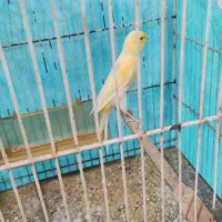 قناری نر|پرنده|مشهد, شهرک مهرگان|دیوار