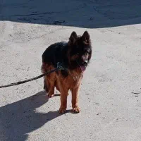 سگ مامله مکنم با کفتر کلاغ و پلنگ