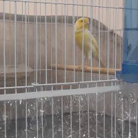 قناری مست آوازخوان