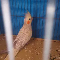 جوجه عروس هلندی نر ۳ ماهه|پرنده|اصفهان, ارداجی|دیوار