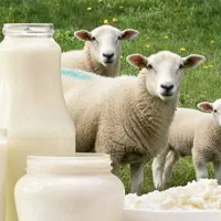 شیر گوسفندی