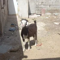 بز آبستن