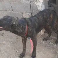 سگ ماده سرابی