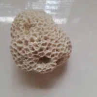 سنگ اکواریم معاوضه با مرغ یا جوجه