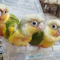 راهب گرینچیک کوتوله برزیلی عروس هلندی