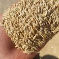 جو بومی|لوازم جانبی حیوانات|آران و بیدگل, |دیوار