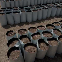 نهال گلدانی و گلدان|گل و گیاه طبیعی|جیرفت, |دیوار