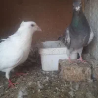 سار سرور کاکلی هفترنگ جفتگاه