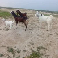 2راس بز پاکستانی و یه بزغاله شیر خوار و یه تکه