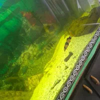 فروش تعدادی ماهی گوشتخوار|ماهی|شاهینشهر, شهرک ردانی پور|دیوار