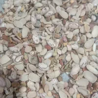 لپه لوبیا