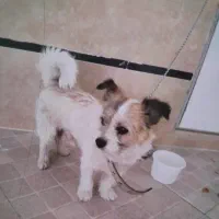 سگپاکوتاه