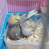 فروش عروس هلندی مولد|پرنده|تهران, حشمتیه|دیوار
