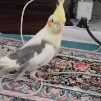 یک جفت عروس هلندی مولد