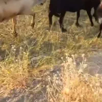 قورچ|حیوانات مزرعه|سیلاخور, |دیوار