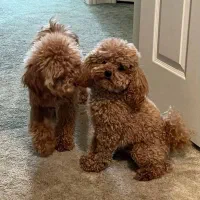 تاینی-توی پودل|سگ|تهران, ونک|دیوار