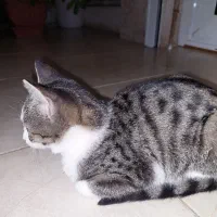 واگذاری رایگان گربه|گربه|چالوس, |دیوار