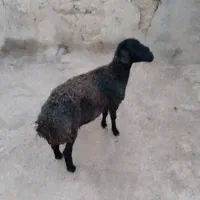 بره گیج