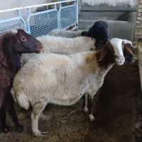 گوسفنده زنده+قصاب رایگان|حیوانات مزرعه|قم, شهرک طالقانی|دیوار