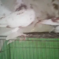 کبوتردمچتری