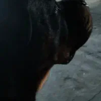 سگ روتوایلر نر 11ماهه|سگ|تهران, هاشمی|دیوار