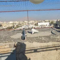 سه تا کفتر درجه یک