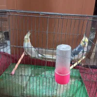 عروس هلندی|پرنده|ری, تقی آباد|دیوار