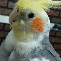 عروس هلندی نر و ماده