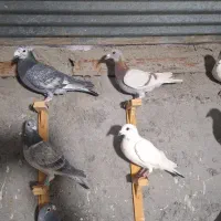 کفتر بوم زدخوردی|پرنده|مشهد, کوشش|دیوار