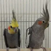 فروش فوری مولد.صحیح سالم خوش سخن