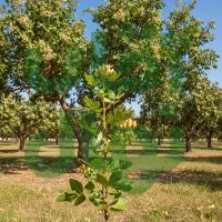 آینده سبز از همین امروز شروع میشود|خدمات باغبانی و درختکاری|نیشابور, دارایی|دیوار