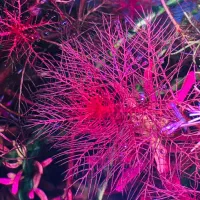 گیاه پلنت|ماهی|تهران, جوانمردان (اندیشه)|دیوار