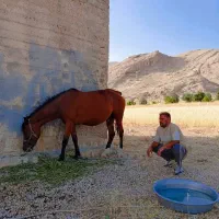 اسب|اسب و تجهیزات اسب‌سواری|شیراز, احمدآباد|دیوار