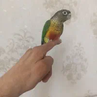 گرینچیک اهلی وجفت فنج