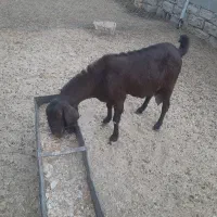 بر چاق روغنی دوقلو زا و شیرا