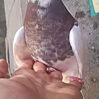 کفتر پرشی|پرنده|نیشابور, شهرک اندیشه|دیوار