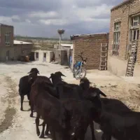 بره ماده سیاه