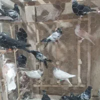 پت شاپ‌دکتر دان ،چخ کفتره رنگی و قلدور پرشی|پرنده|مشهد, کشف|دیوار