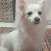 سگ پارمر روباهی|سگ|اهواز, مجاهد|دیوار