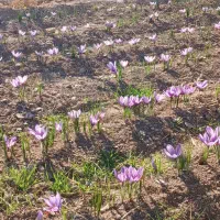 خانه-باغ-600متری-سند-6-دانگ-ملکی