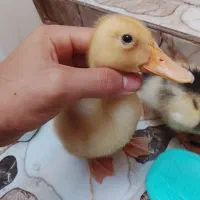 جوجه اردک