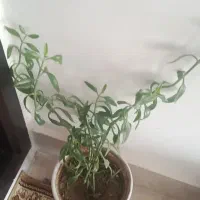 گل و گیاه خانگی|گل و گیاه طبیعی|اردبیل, |دیوار