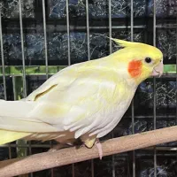 عروس هلندی و مرغ عشق با تخفیف‌ ویژه|پرنده|آبیک, |دیوار