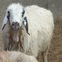 میش درشت آبستن