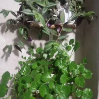 گل طبیعی|گل و گیاه طبیعی|یاسوج, |دیوار