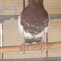 حراج کله سرخ دوبال. هفت رنگ هفصددوتا